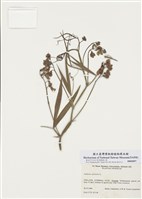 藏品(林生山黧豆)的圖片